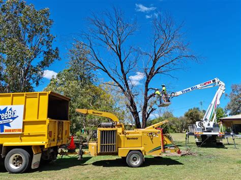 tree removal toowoomba|TreeBiz Tree Services .